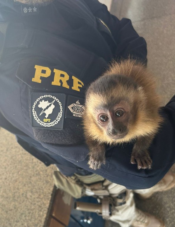 PRF flagra macaco prego sendo traficado em Terenos