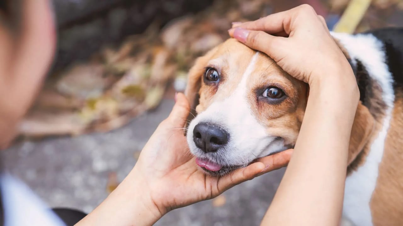 Dezembro Verde: Evento contra o abandono de animais acontece neste sábado em Campo Grande