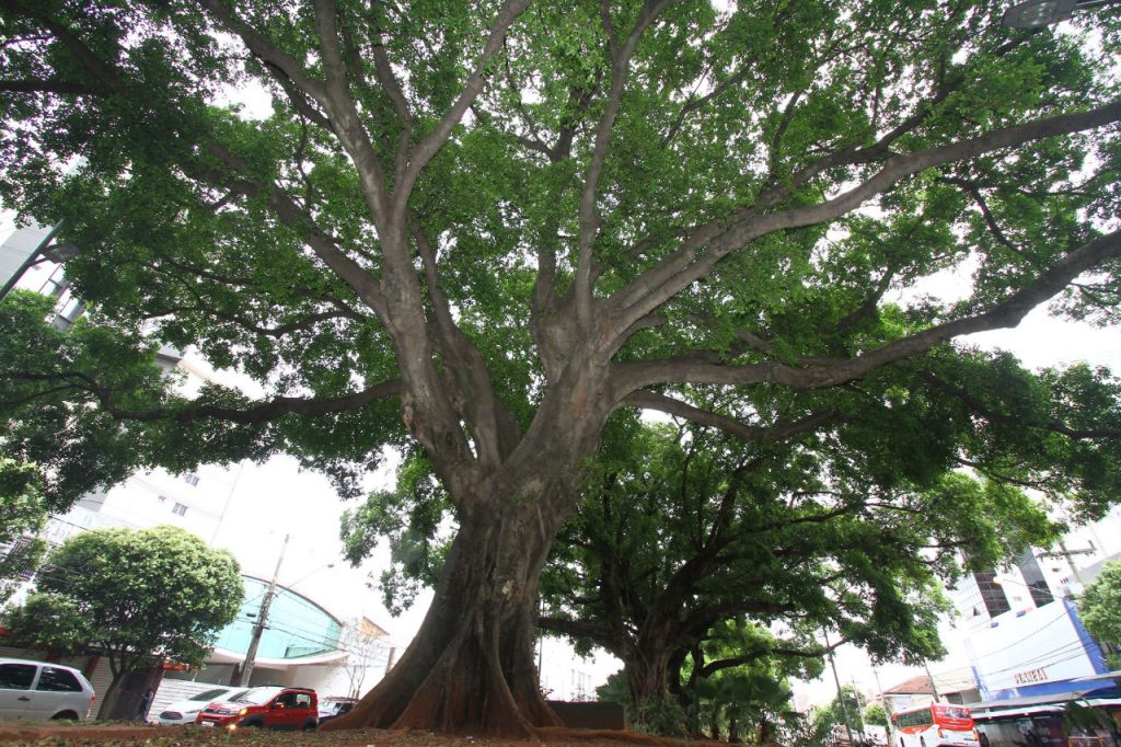 Inscrições abertas para eleição dos representantes do Conselho Municipal de Meio Ambiente de Campo Grande