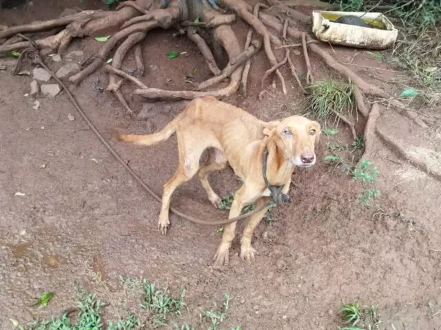 Família fica com cãozinho encontrado em situação de maus-tratos e precisa de ajuda