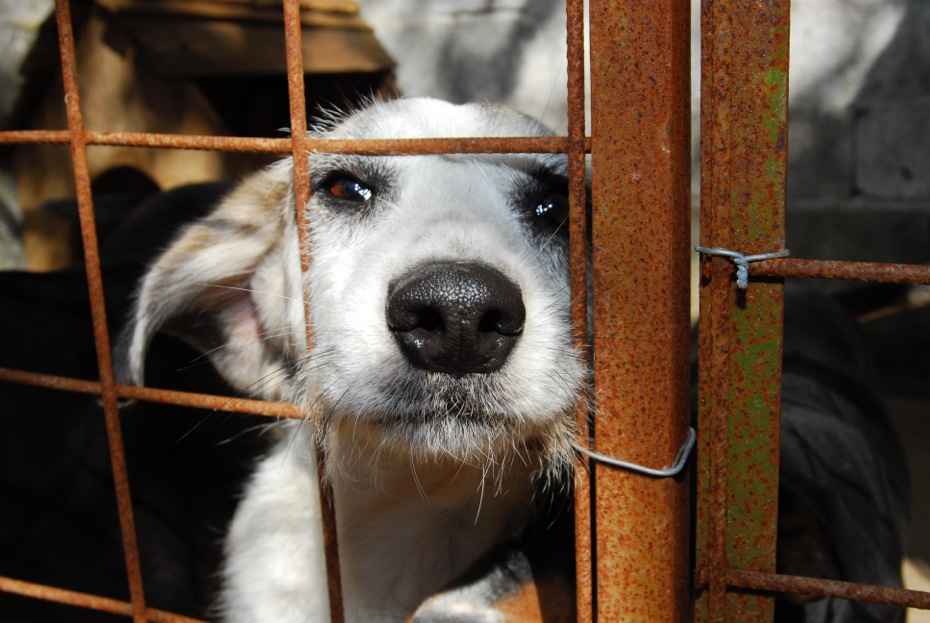 Governo de MS intensifica combate aos maus-tratos contra animais com ferramenta de denúncia online