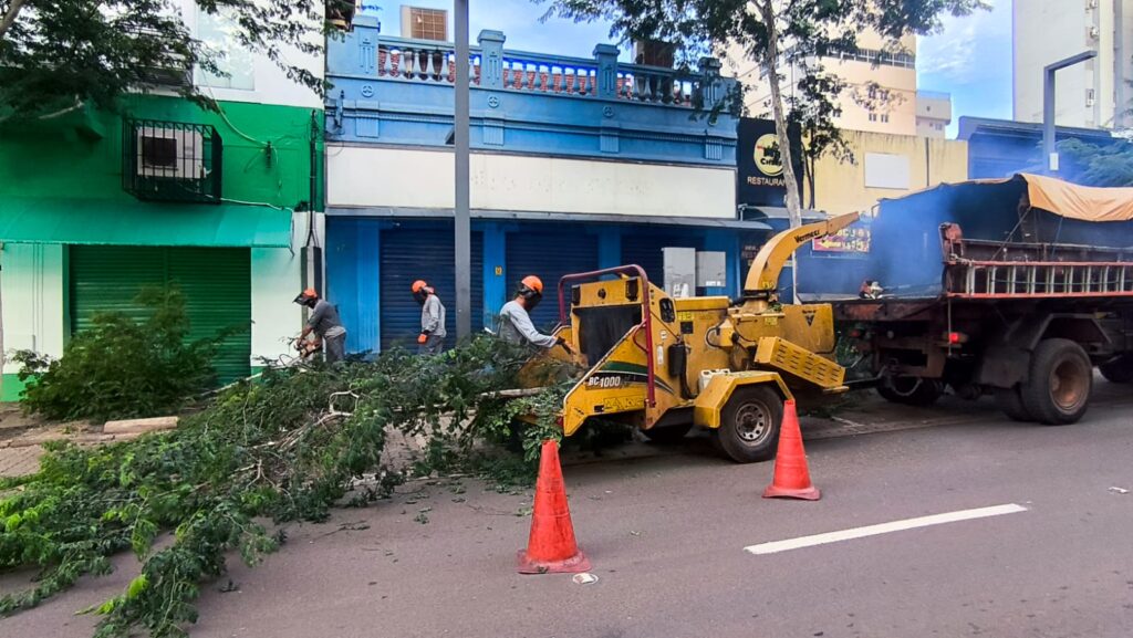 Referência para centros urbanos, arborização da 14 de Julho passa por nova manutenção