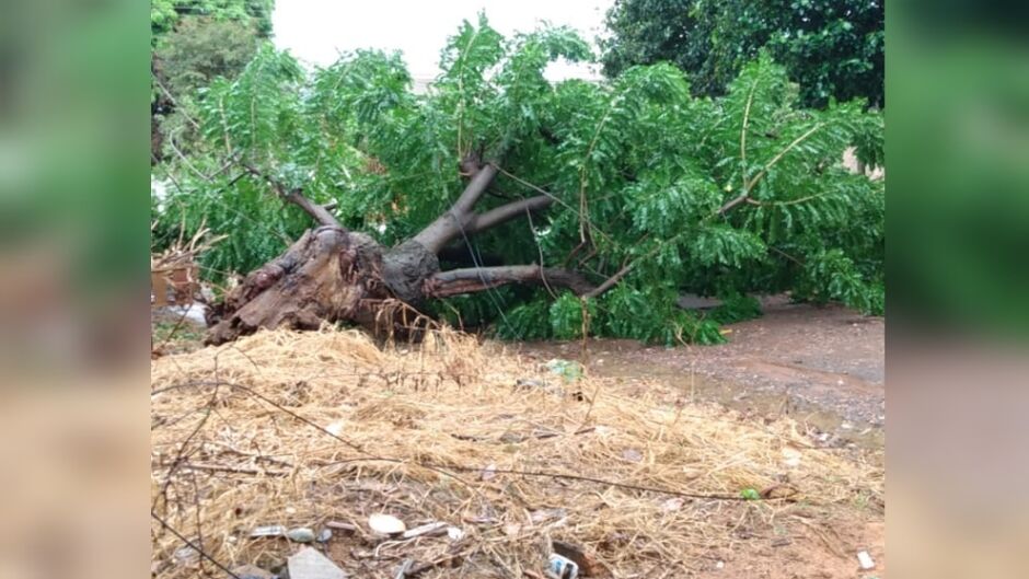 Idoso de 86 anos morre em Campo Grande ao ser stingido por árvore durante poda